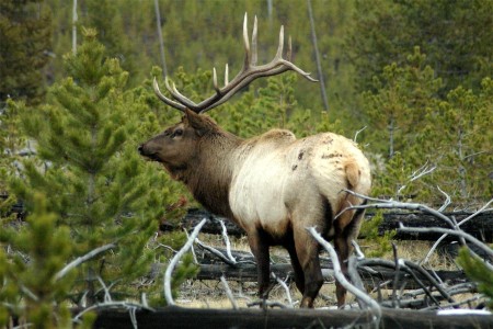 Elk