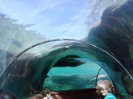 Underwater Aquarium in Atlantis