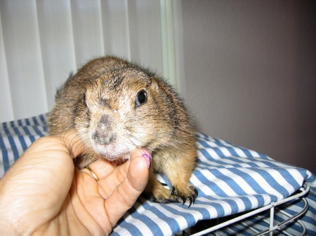 Stevie the prairie dog (photo #2).