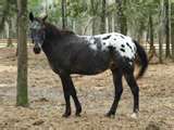 BUCK, my daughter first horse