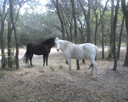 Casper and Comet