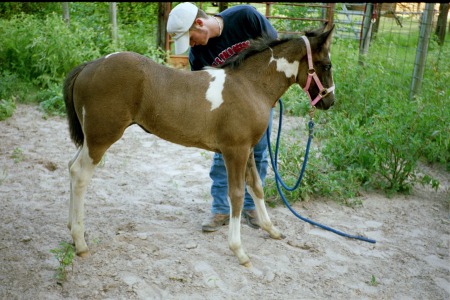 BUD WITH COLT
