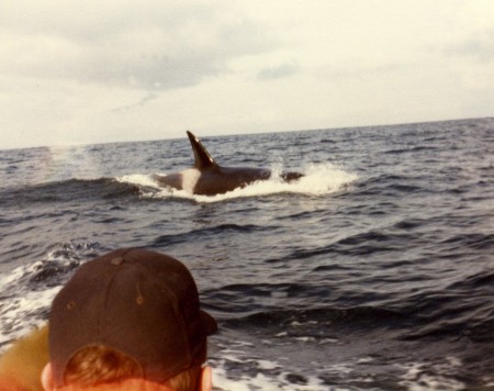 Killer Whale Escort to Boarding