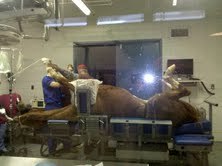 Horse Surgery