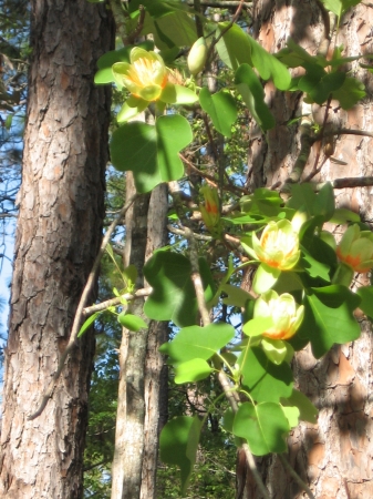 Tulip (or Yellow) Poplar blossoms