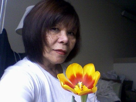 Me & Dwarf (Hybrid of Red & Yellow tulip)