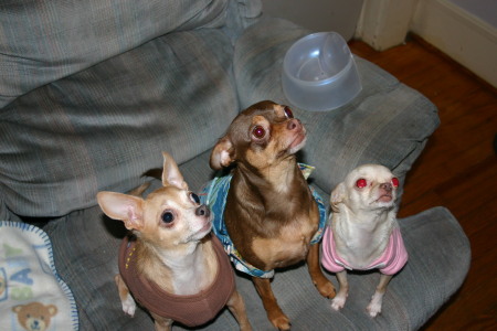 Nugget, Bruiser, Lily