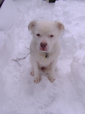 Fury snowball.