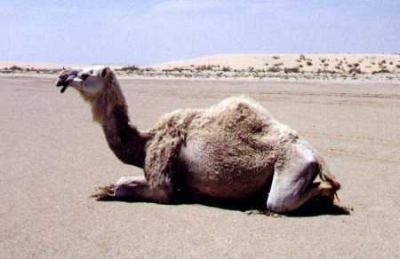 Qatar Desert Camel