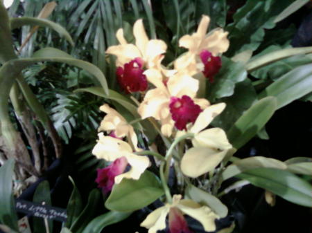 Orchids