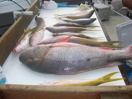 15lb Mutton Snapper and smaller Yellow tail