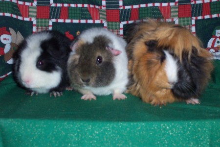 Panda, Sofie and Hairyette: our guinea pigs!