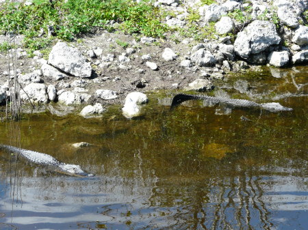 gators at the buggy bridge