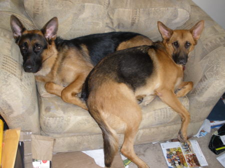 Puppies at rest