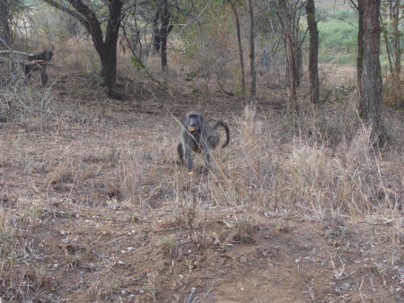 Charging Baboon