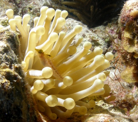 Anemone