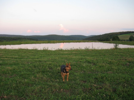 Cattle Dog at Farm Pond