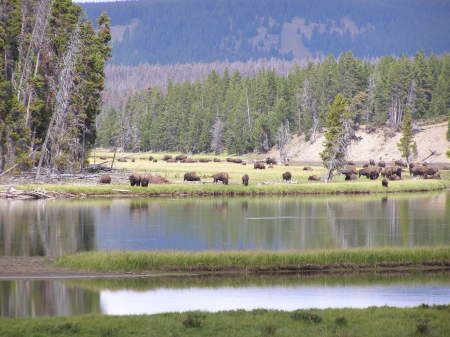 Yellowstone, WY