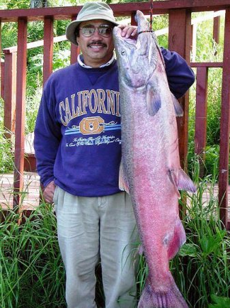 2001, Kenai river King Salmon