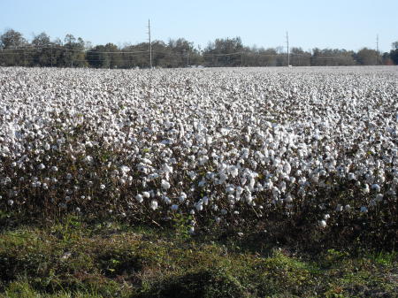 Baldwin County cotton field