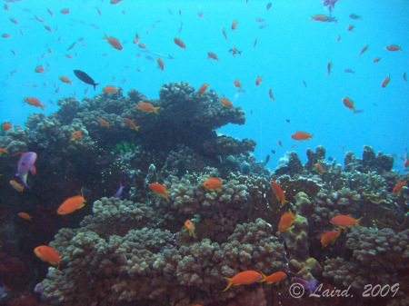 Fiji Dive 09