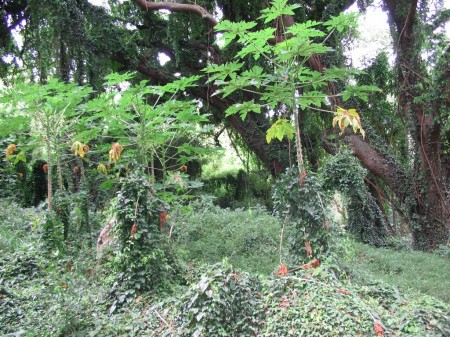 Honolua rain forest