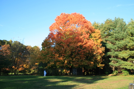 Swamp Maple