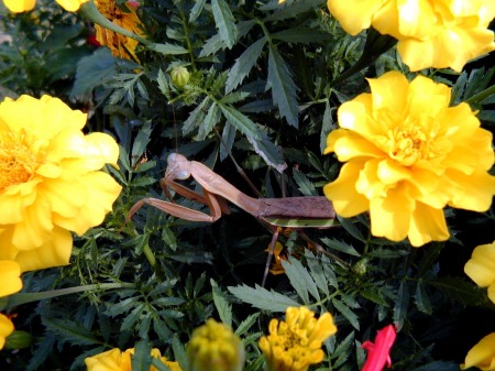 Praying Mantis in My Flowers