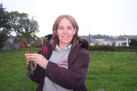 Fushia from Sherkin Island, Ireland