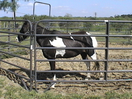 Alaena's first horse Bonita