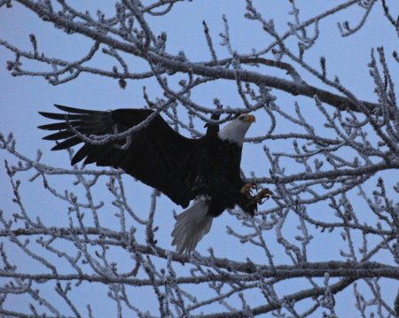 Alaska Eagle