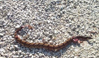 Rattlesnake ran over in our driveway