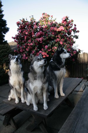 Three huskies