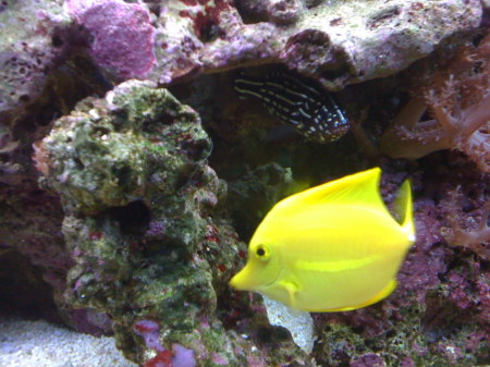 A YELLOW TANG