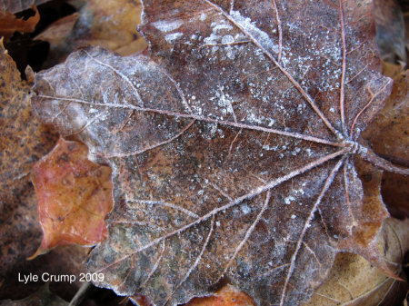 Frosted Maple Leaf 2 WC