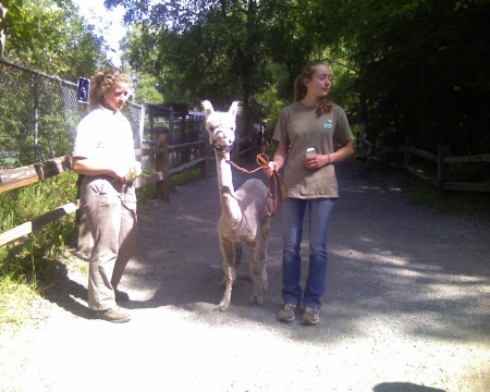 First up close look at a Llama in Anchorage!