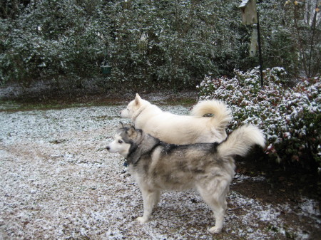 Our Two Huskies