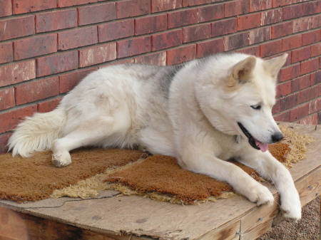 Sasha on guard.