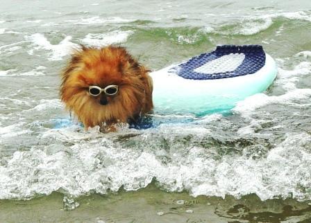 Pic of my Peanut surfing!