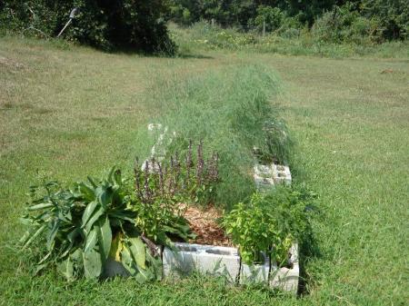 asparagus bed with herbs