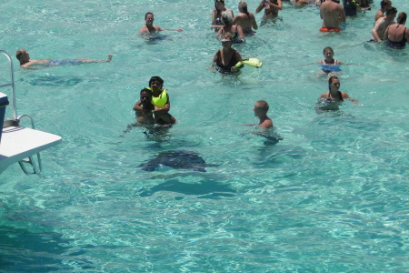 swimming with the sting rays
