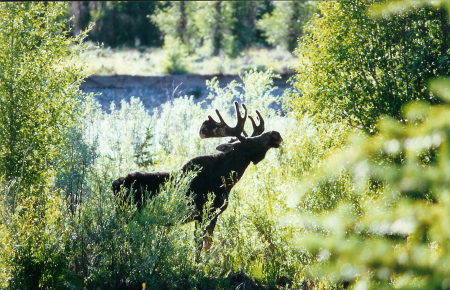 A Moose in Grand Teton National Park, WY