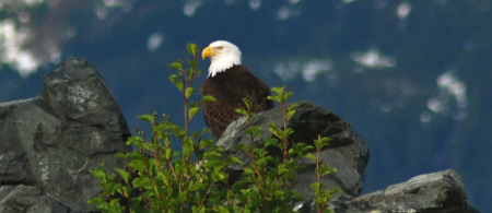 There were Bald Eagles