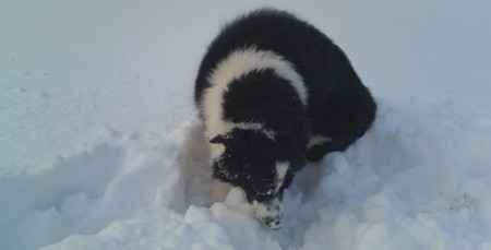 My puppy looking for his ball in the snow: