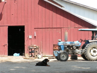 Fresno Farm Dog