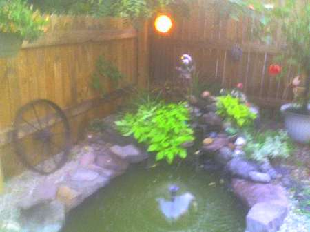 Backyard pond