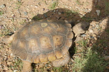 desert tortoise