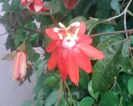 Red Passion Flower Vine