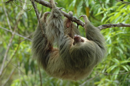 Three-Toed Sloth