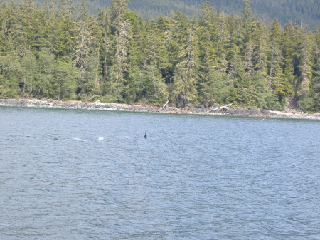 More  Photos Orca Killer Whales